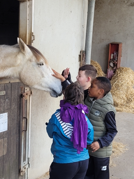 Poney
